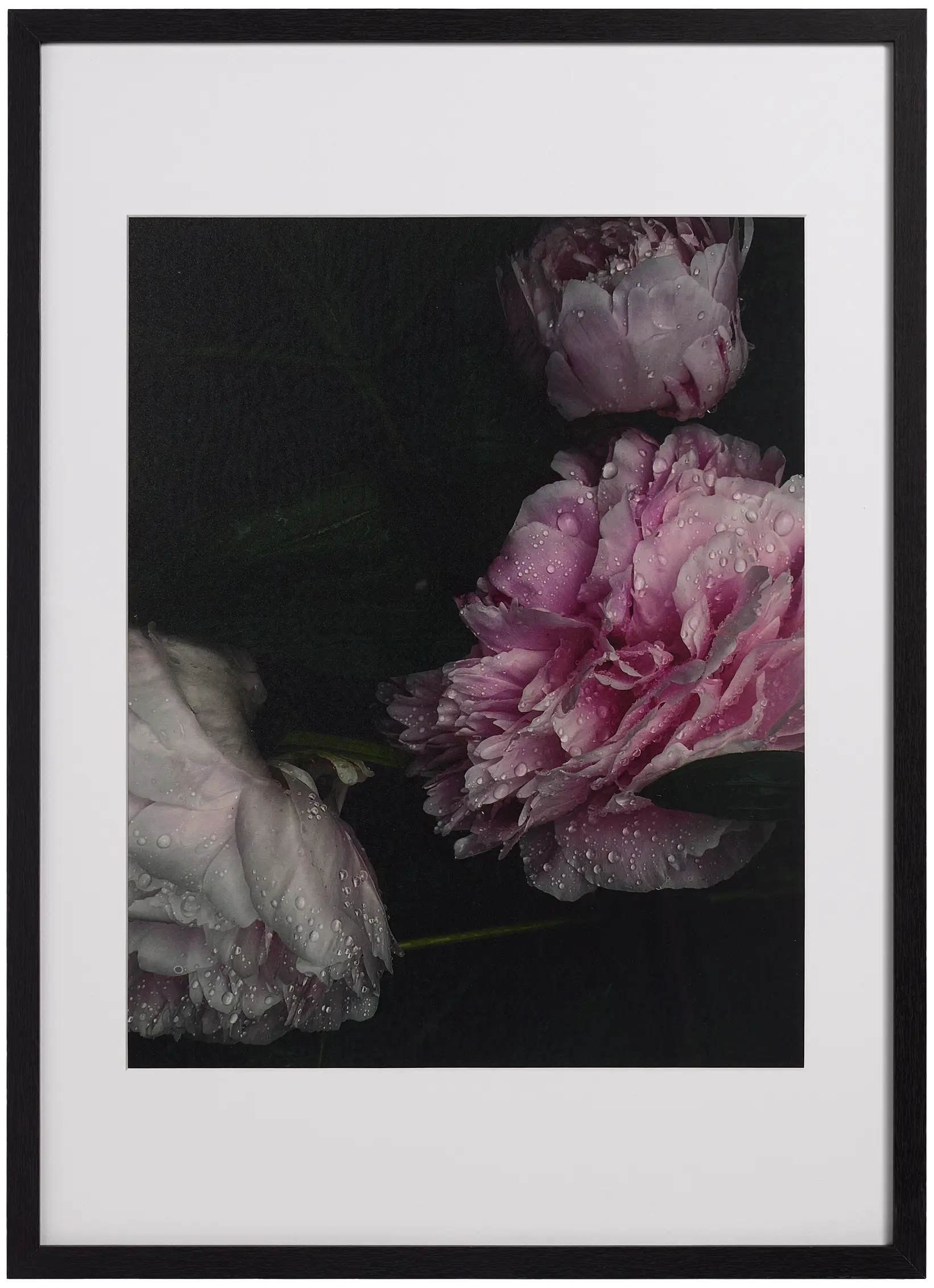 Flora 1