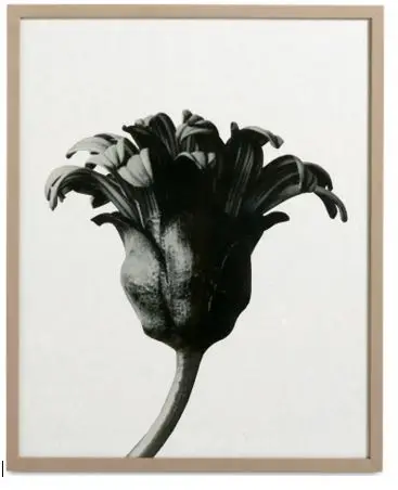 Accessories obraz Forms of nature -30%