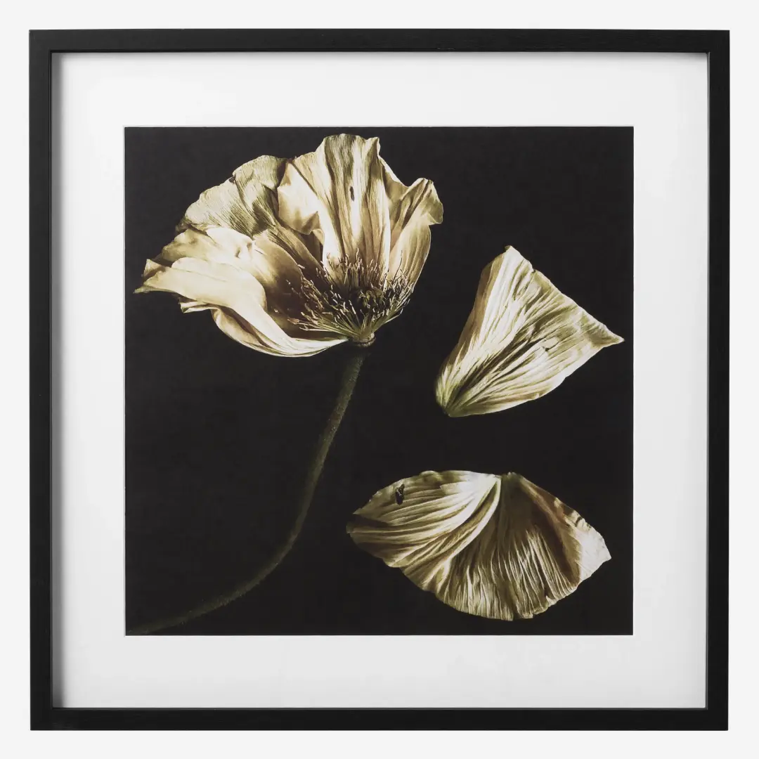 50% OFF - Flora 8 [ON SHOWROOM FLOOR] OSA08