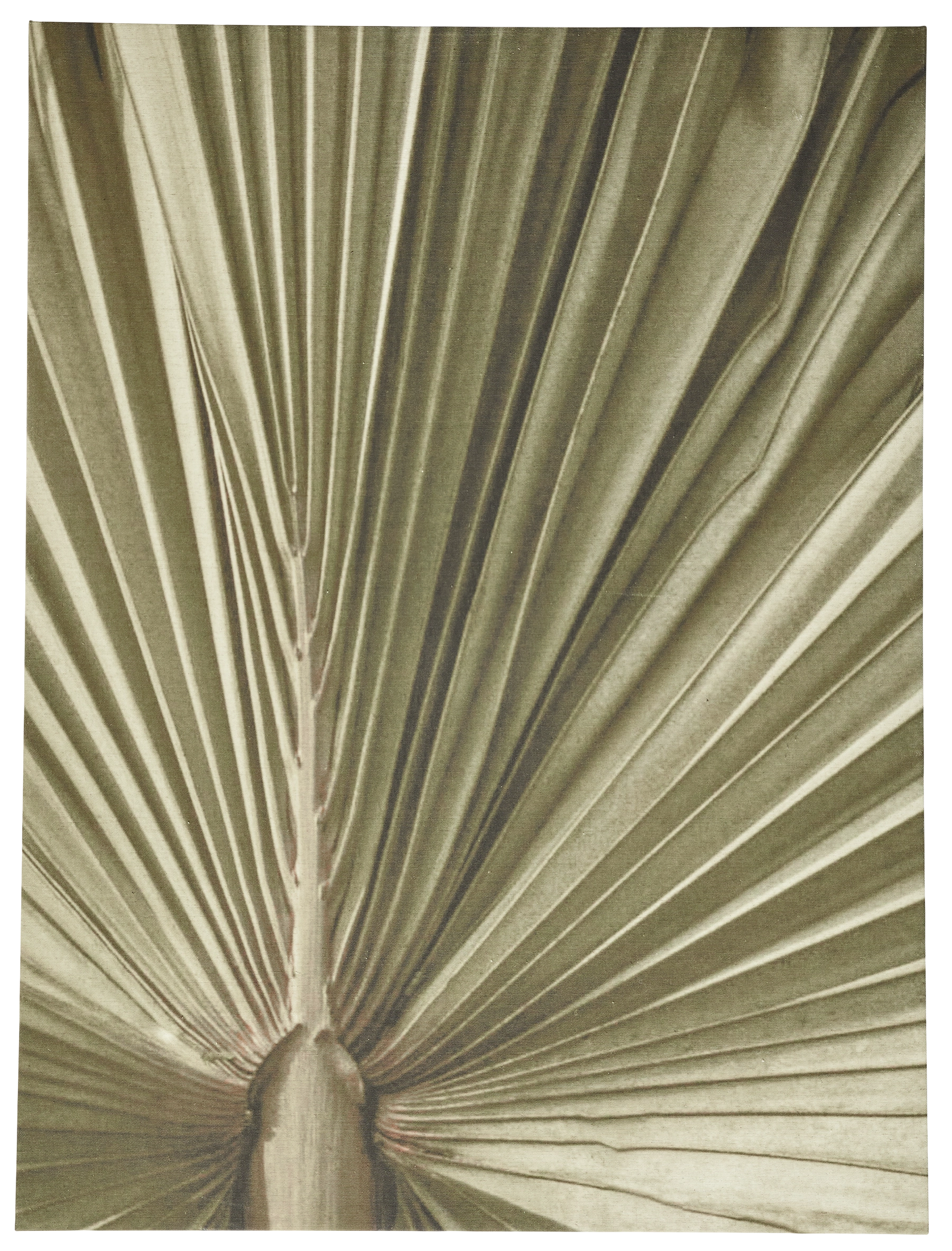 Palm leaf