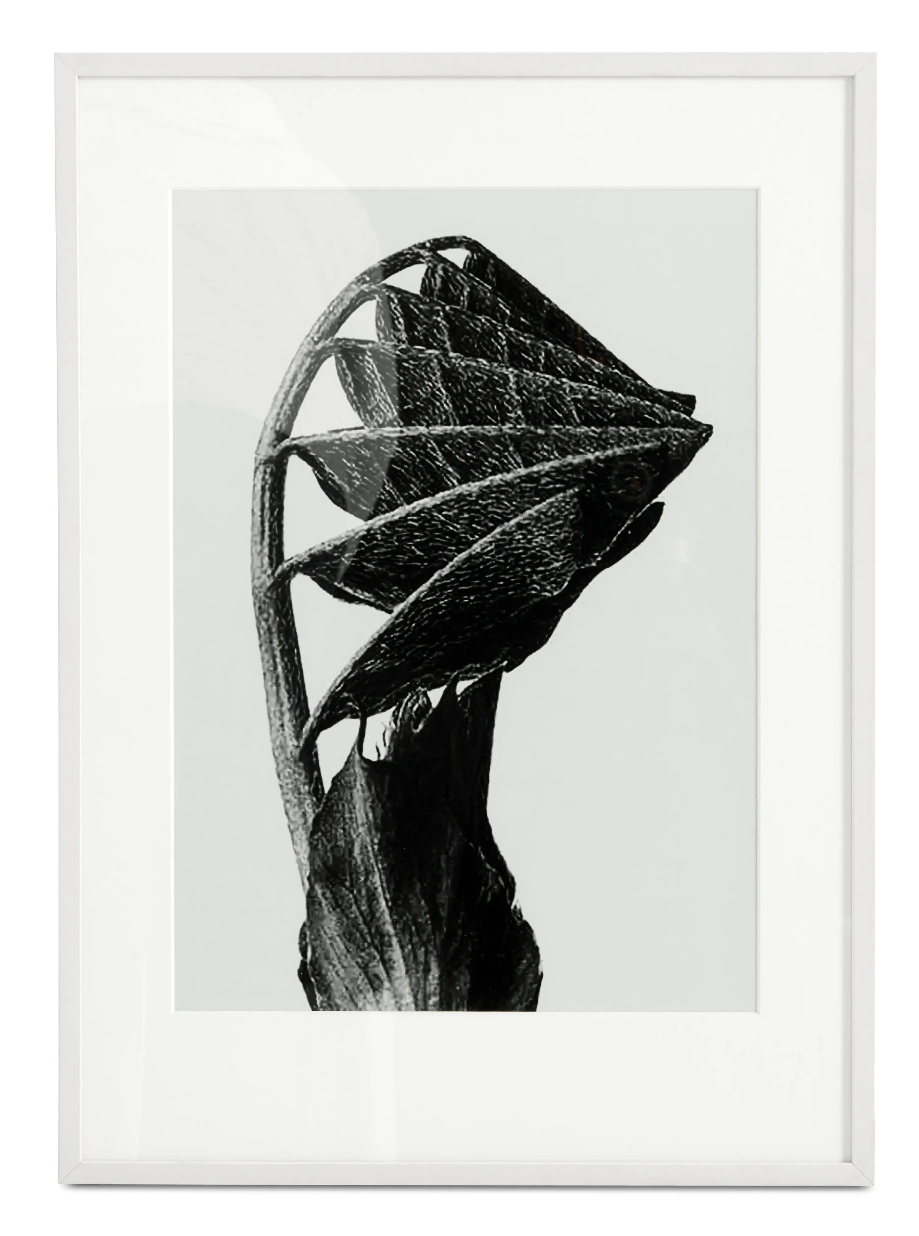 Accessories Nature Form framed art