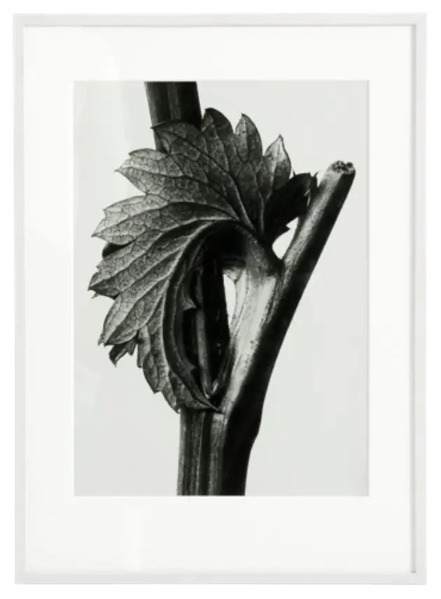 Accessories Canadian Burnet gerahmte Kunst