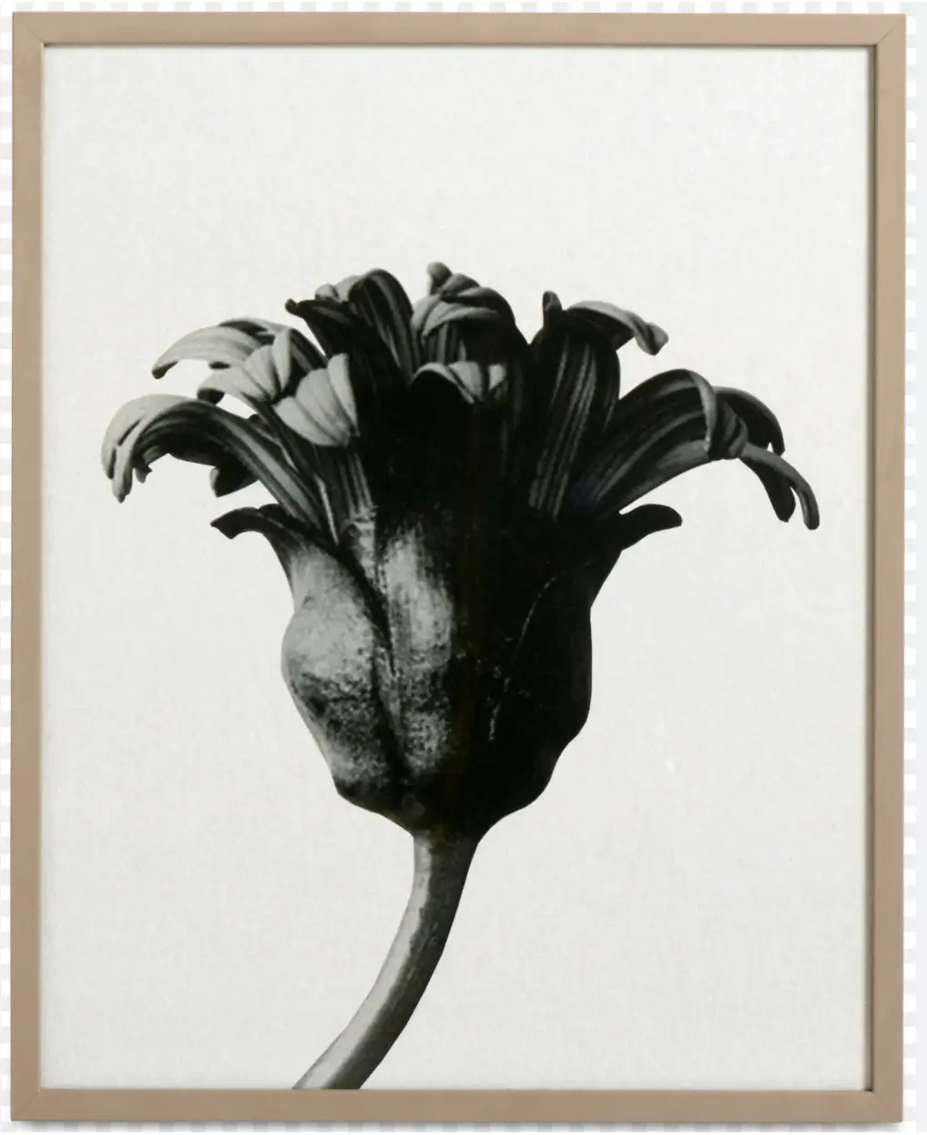 Accessories Tableau Delphinium -40% Ce produit est disponible uniquement en retrait magasin