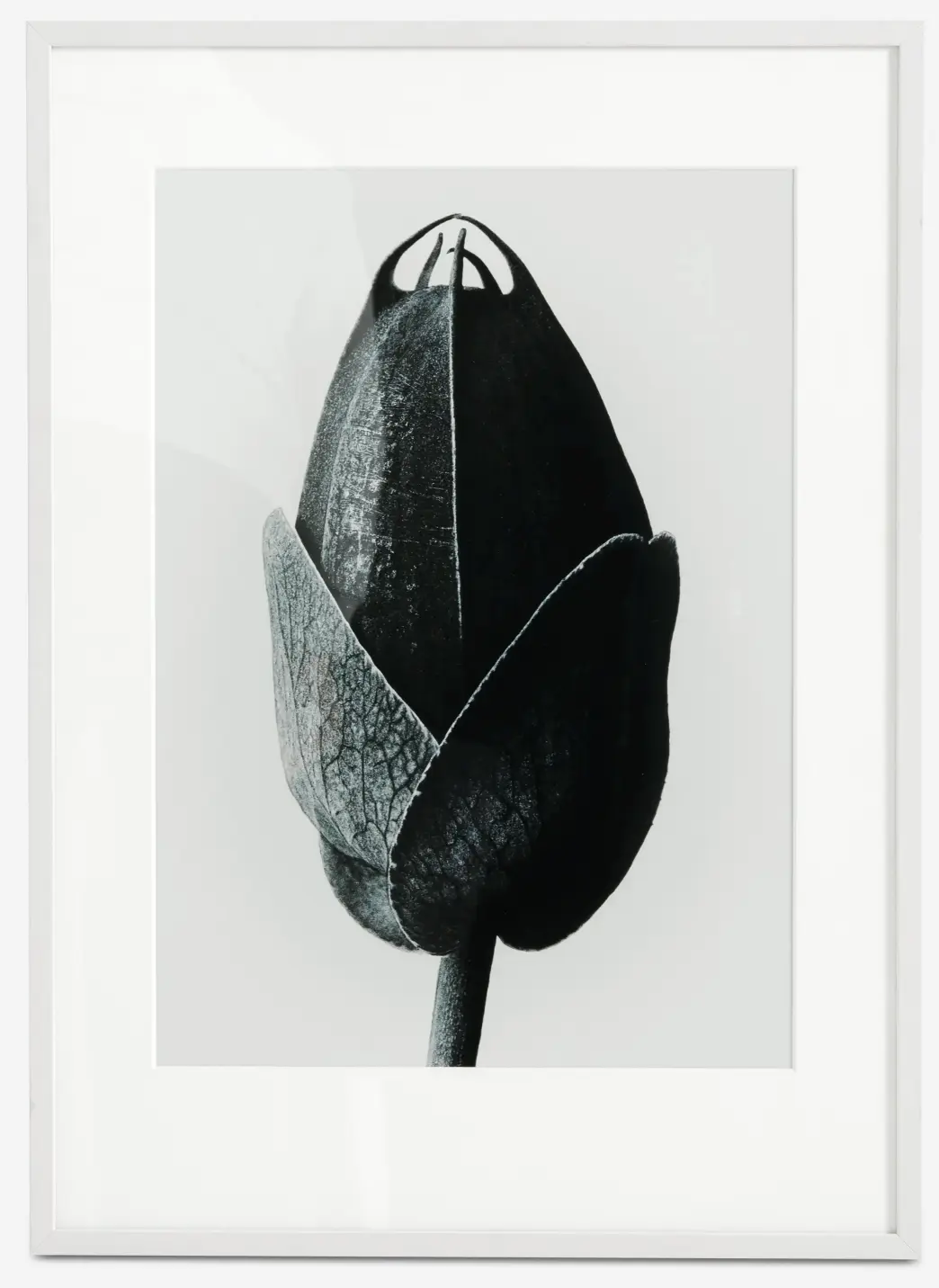 Passion Flower Framed Gallery