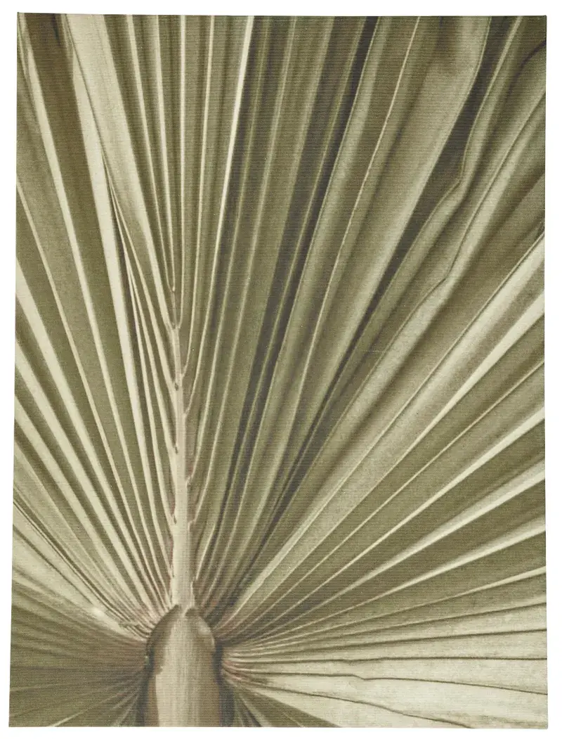 Accessories Palm Leaf Kunstgalerie