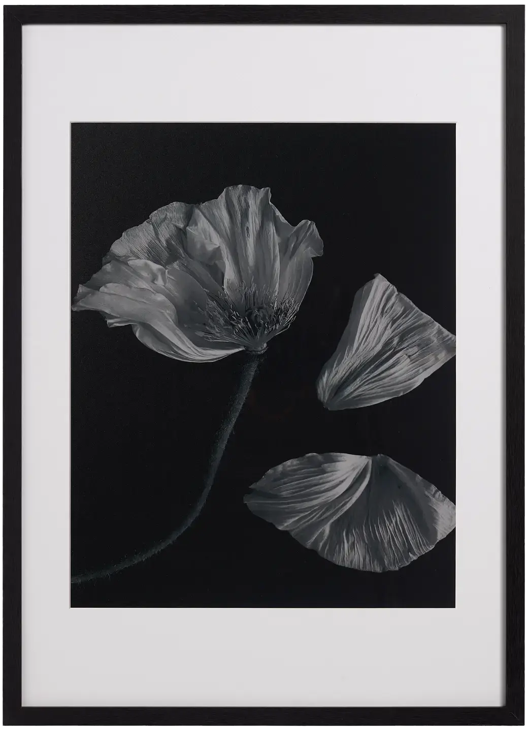 Accessories Flora 2 Fotokunst (30 % Preisvorteil)
