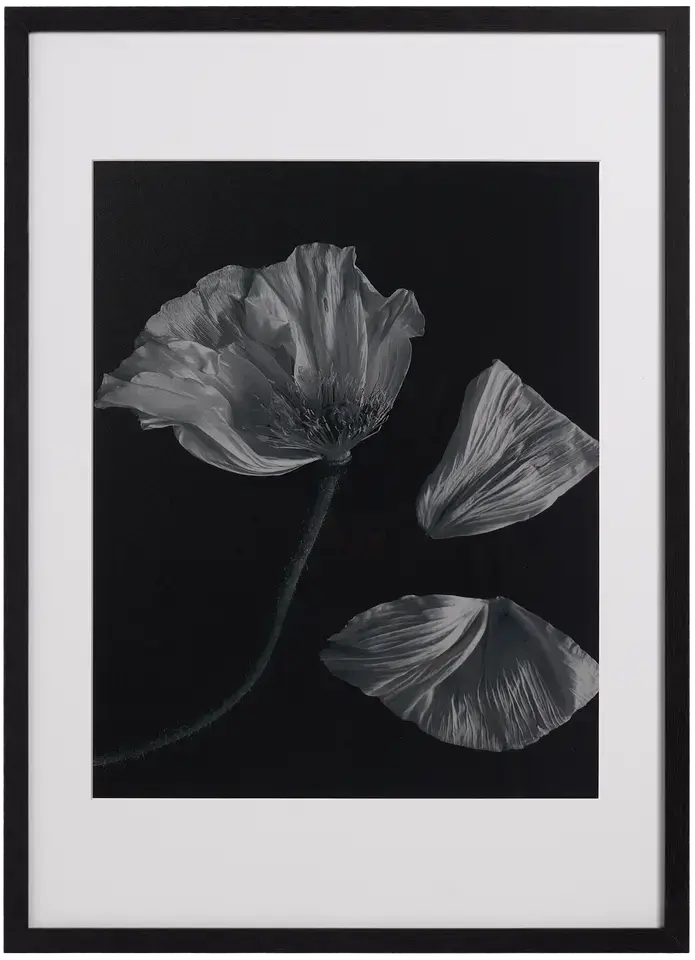 Accessories Flora 2 Photo Art - 60% OFF - OSBX09