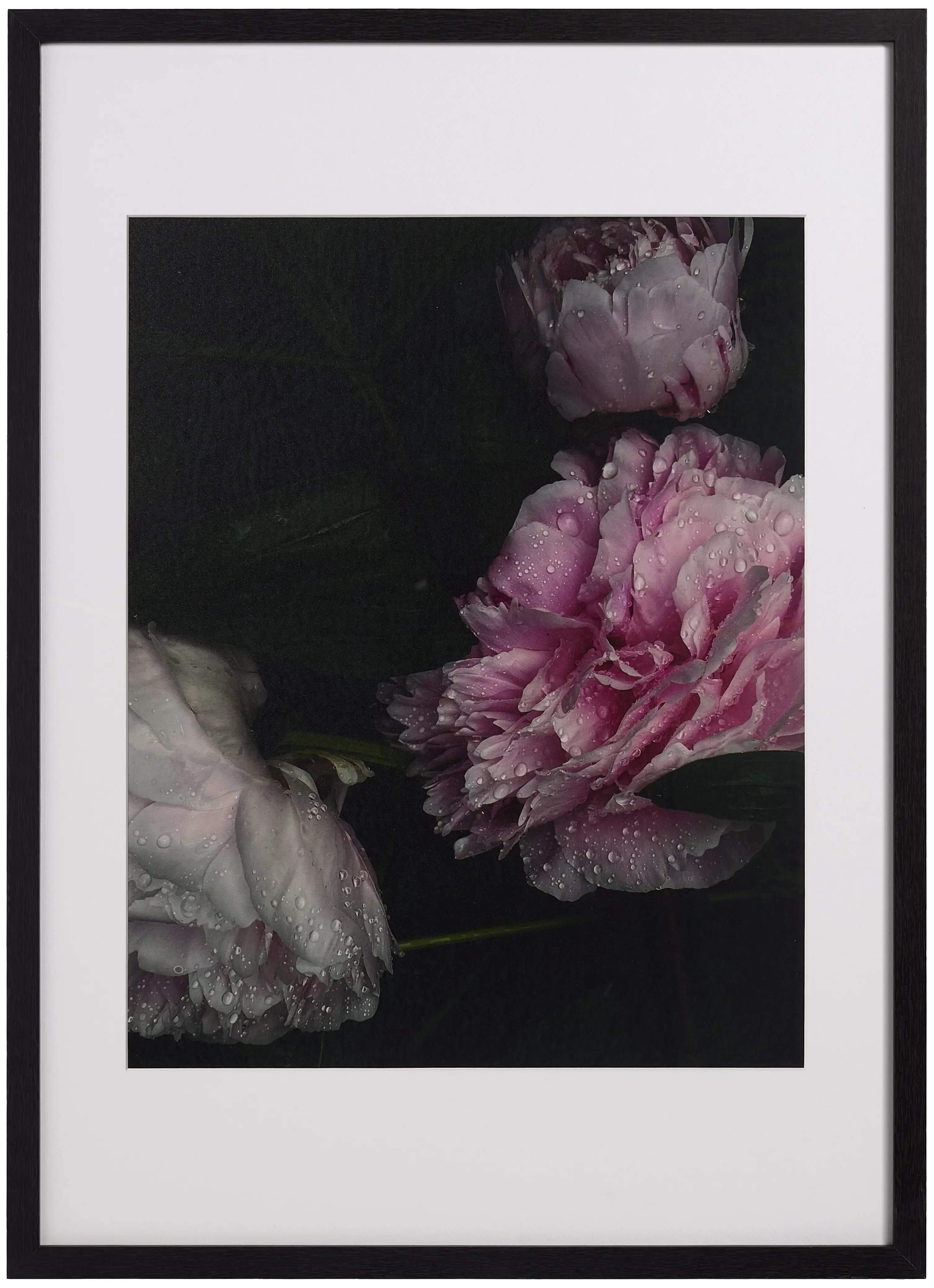 50% OFF - Flora 1 Photo Art [ON SHOWROOM FLOOR] OSA08