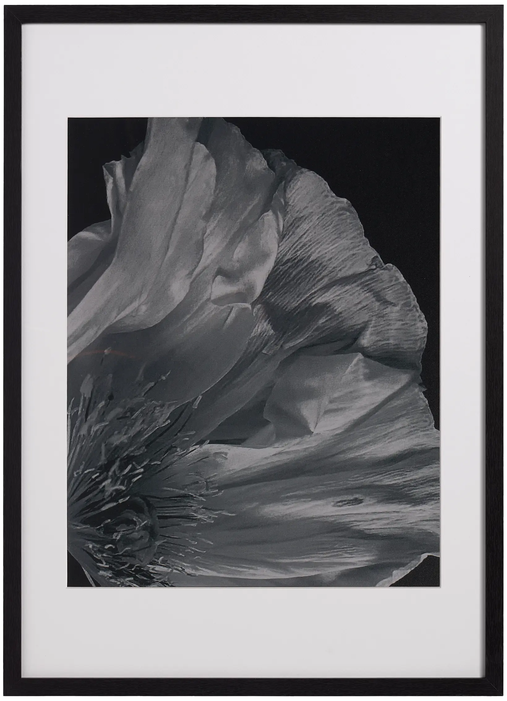 Flora 3