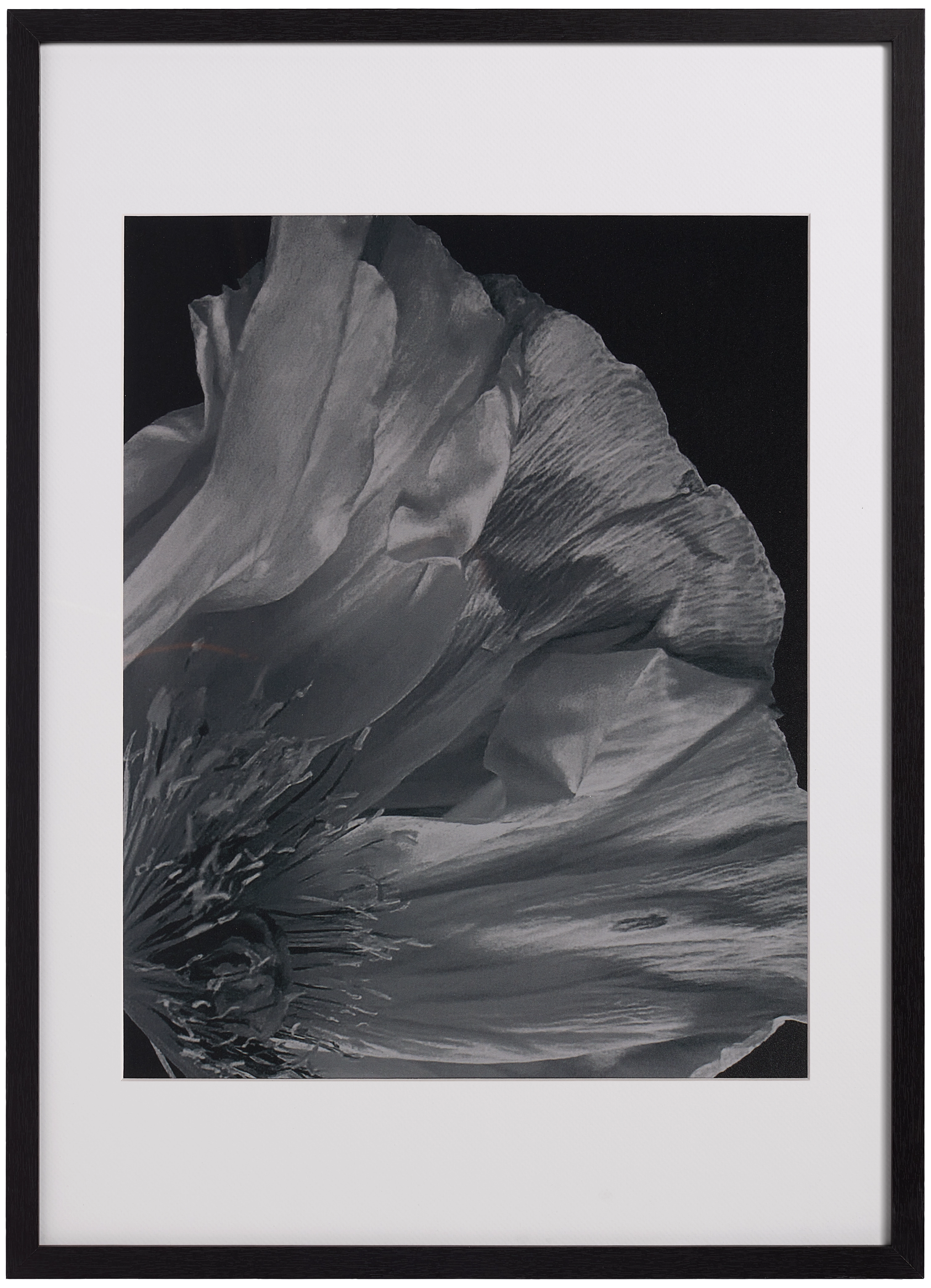 Flora 3