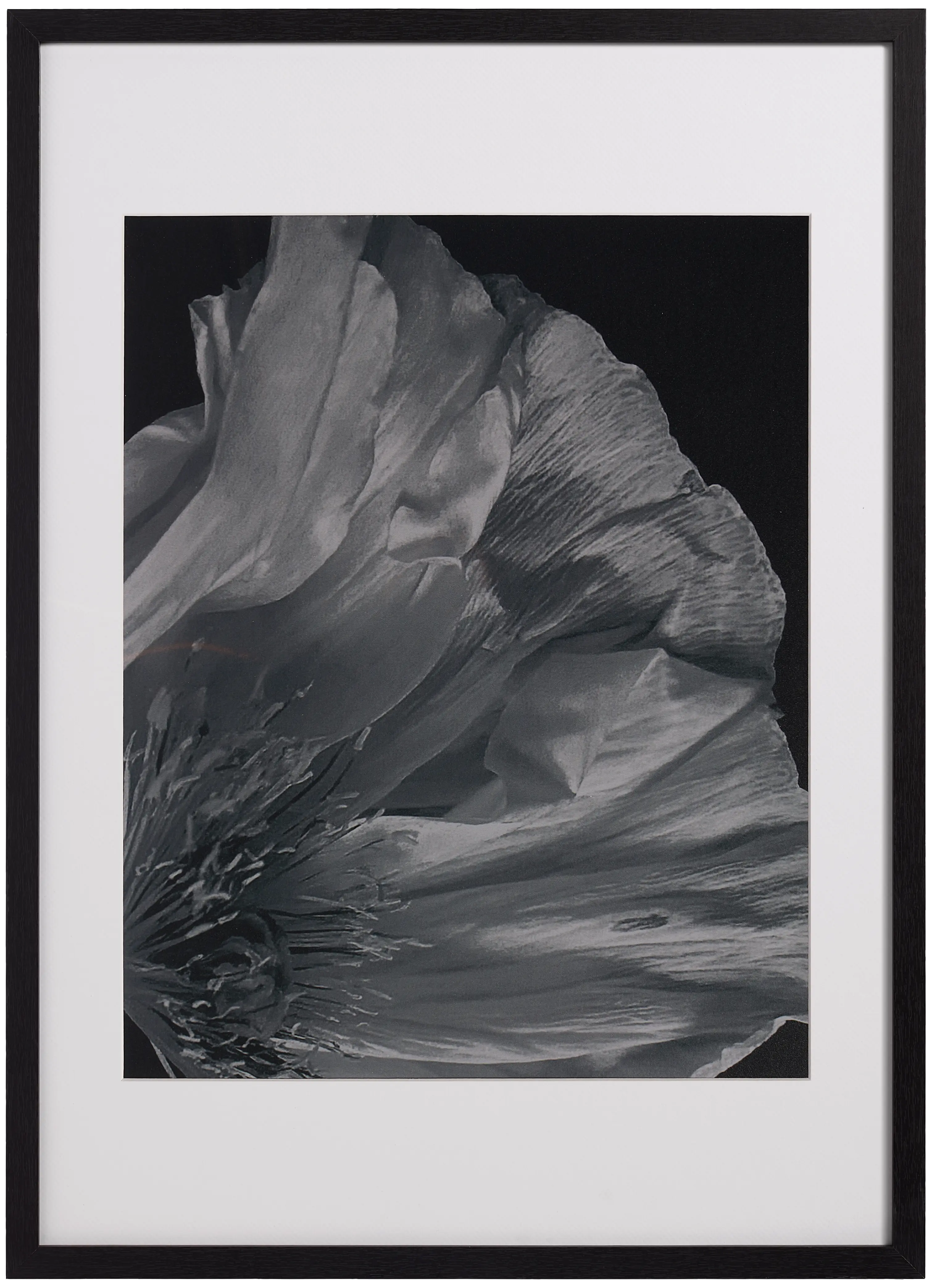 Flora 3 Fotokunst