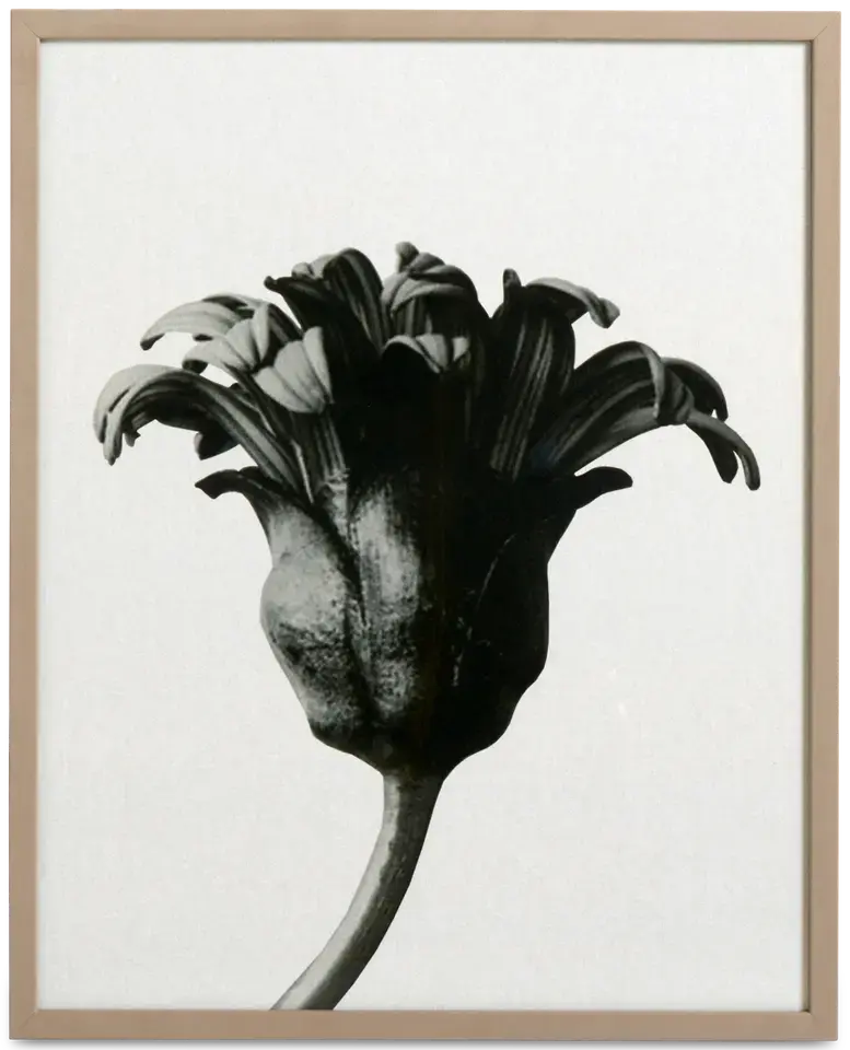 Forms in nature Gallery