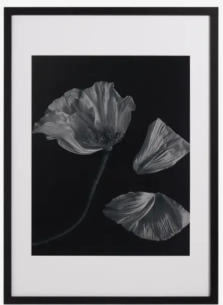 Accessories Photo d'art Flora 2 - 50%