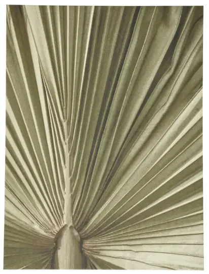 Palm leaf gallery