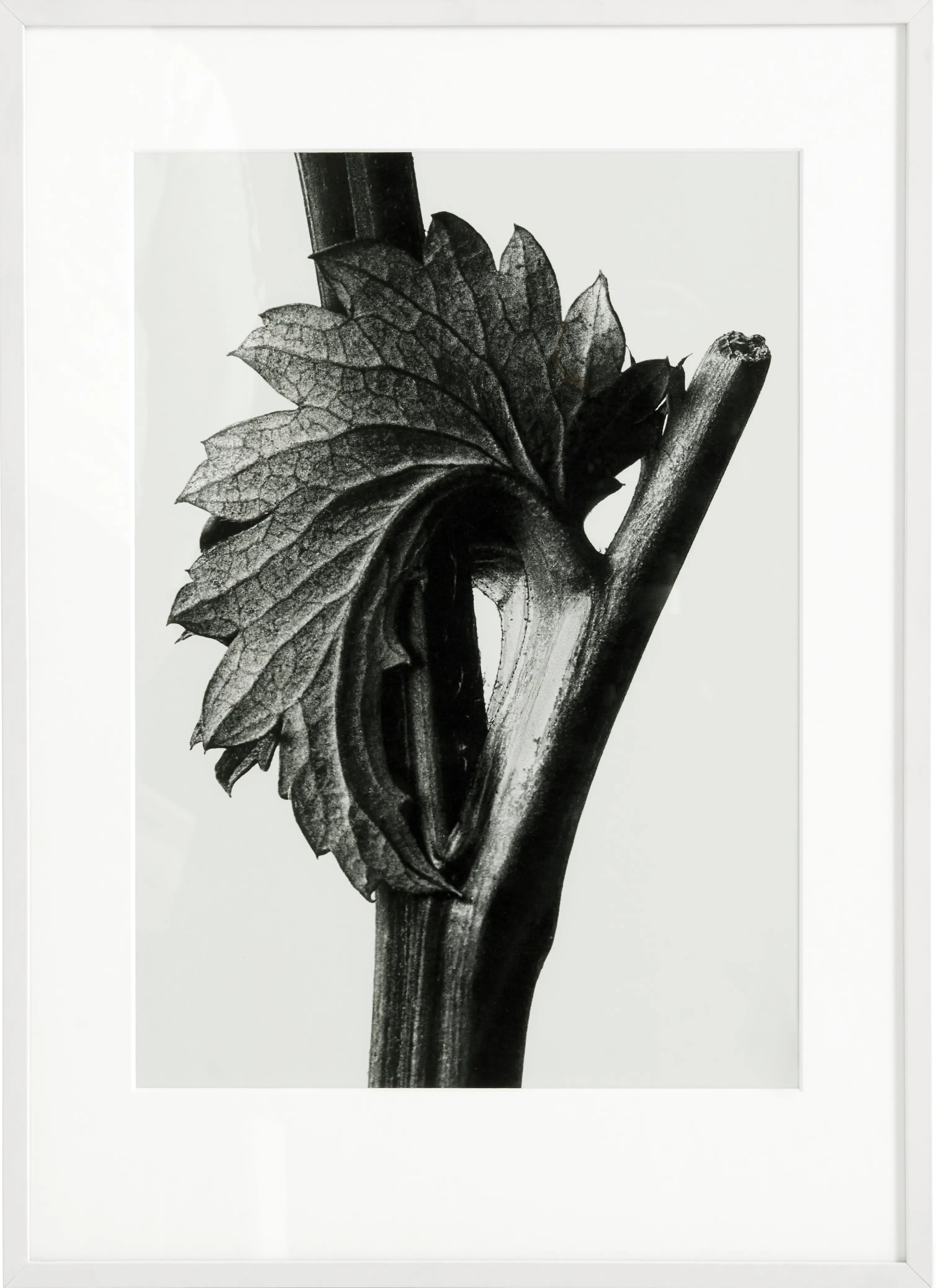 Accessories Bild Canadian Burnet.