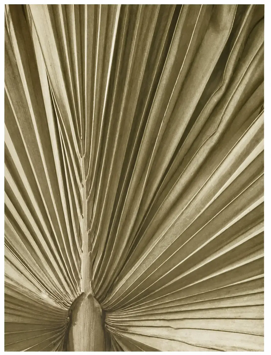 Accessories Palm Leaf Kunstgalerie