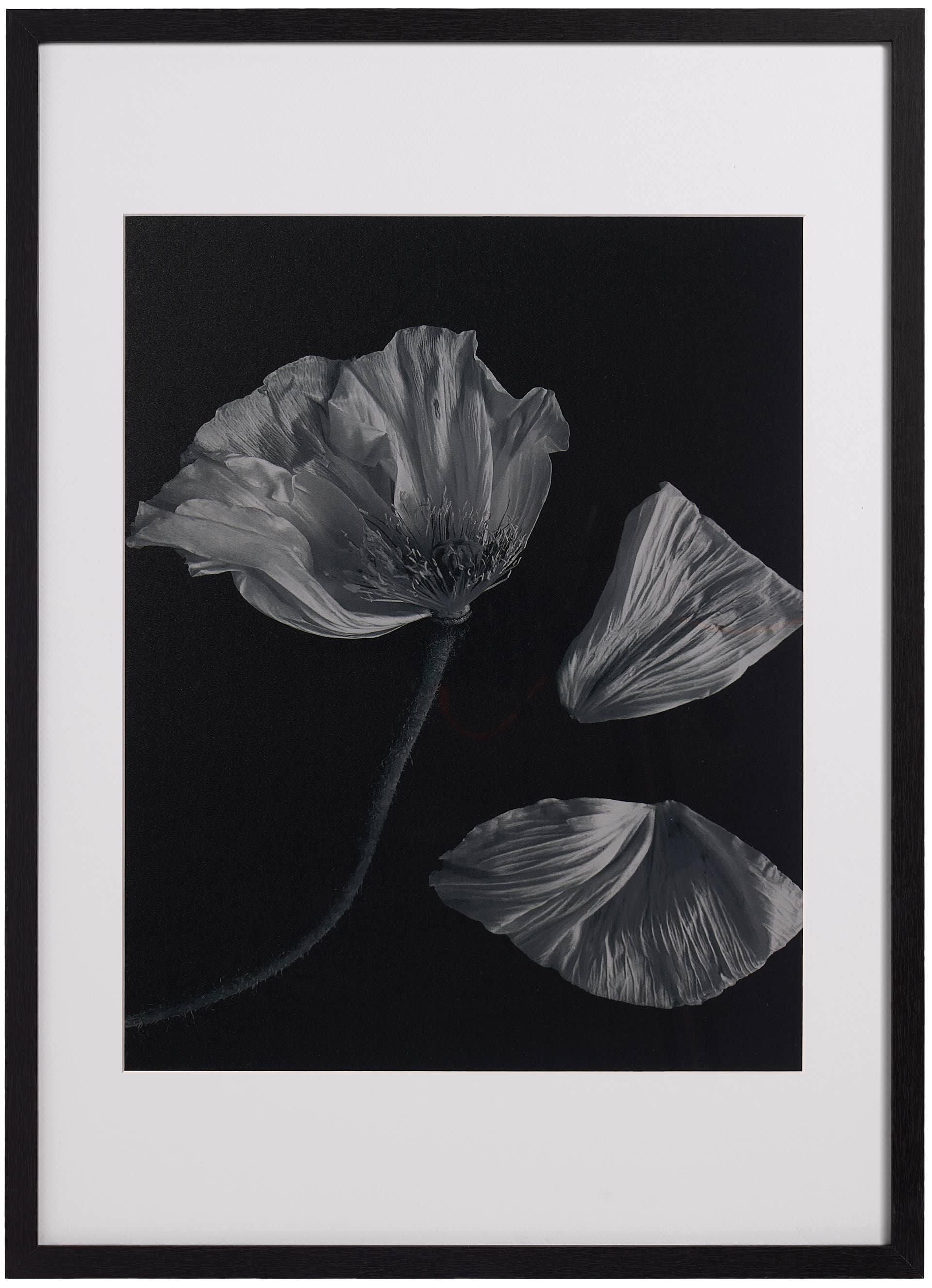 Flora 2