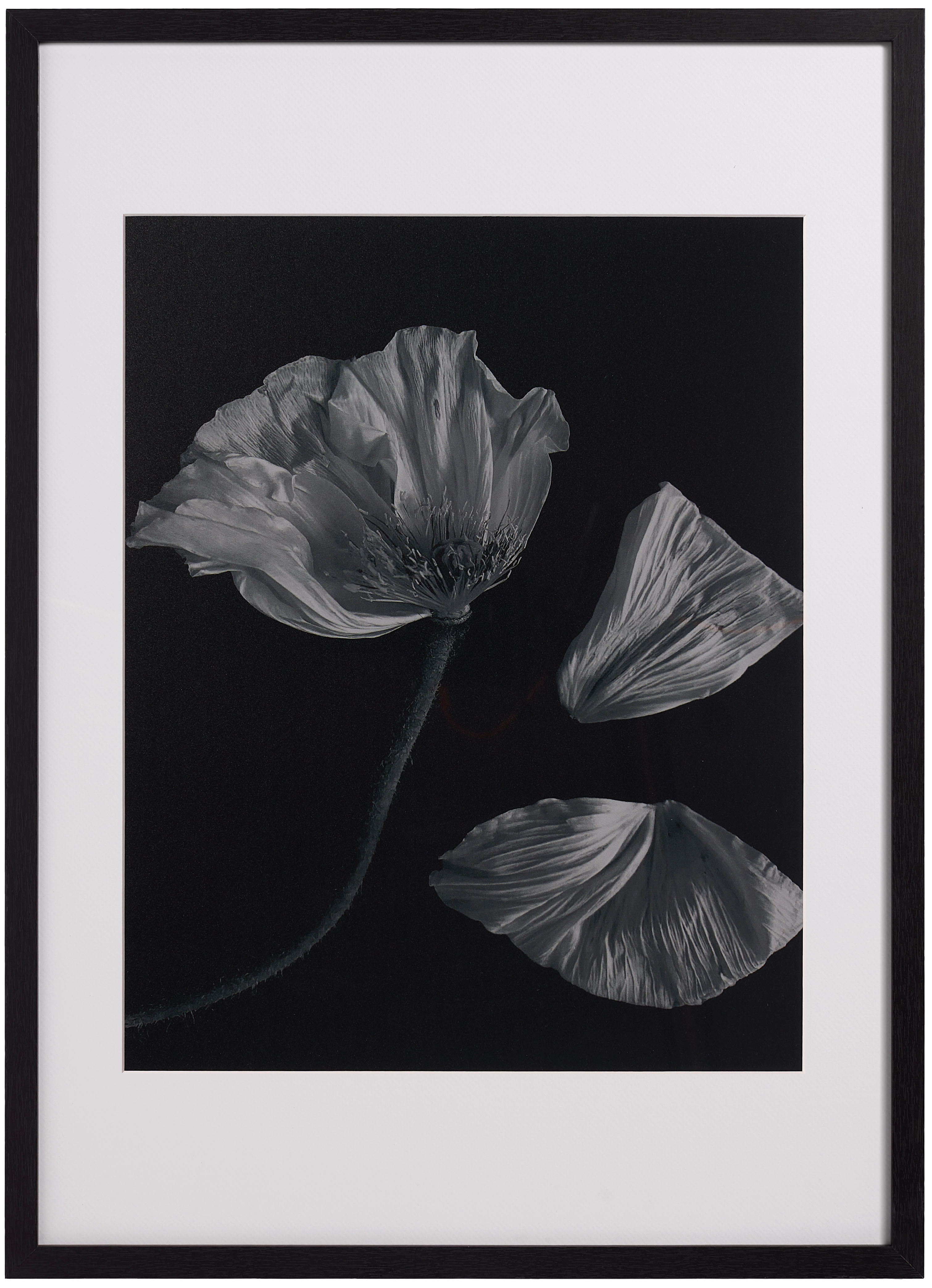 Flora 2