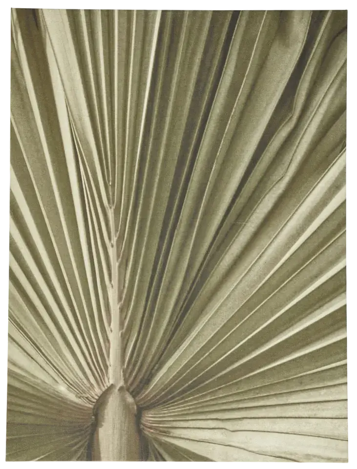 Palm leaf