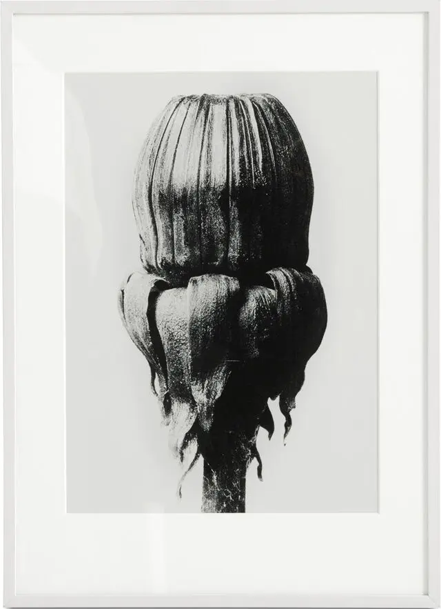 Accessories Common Dandelion