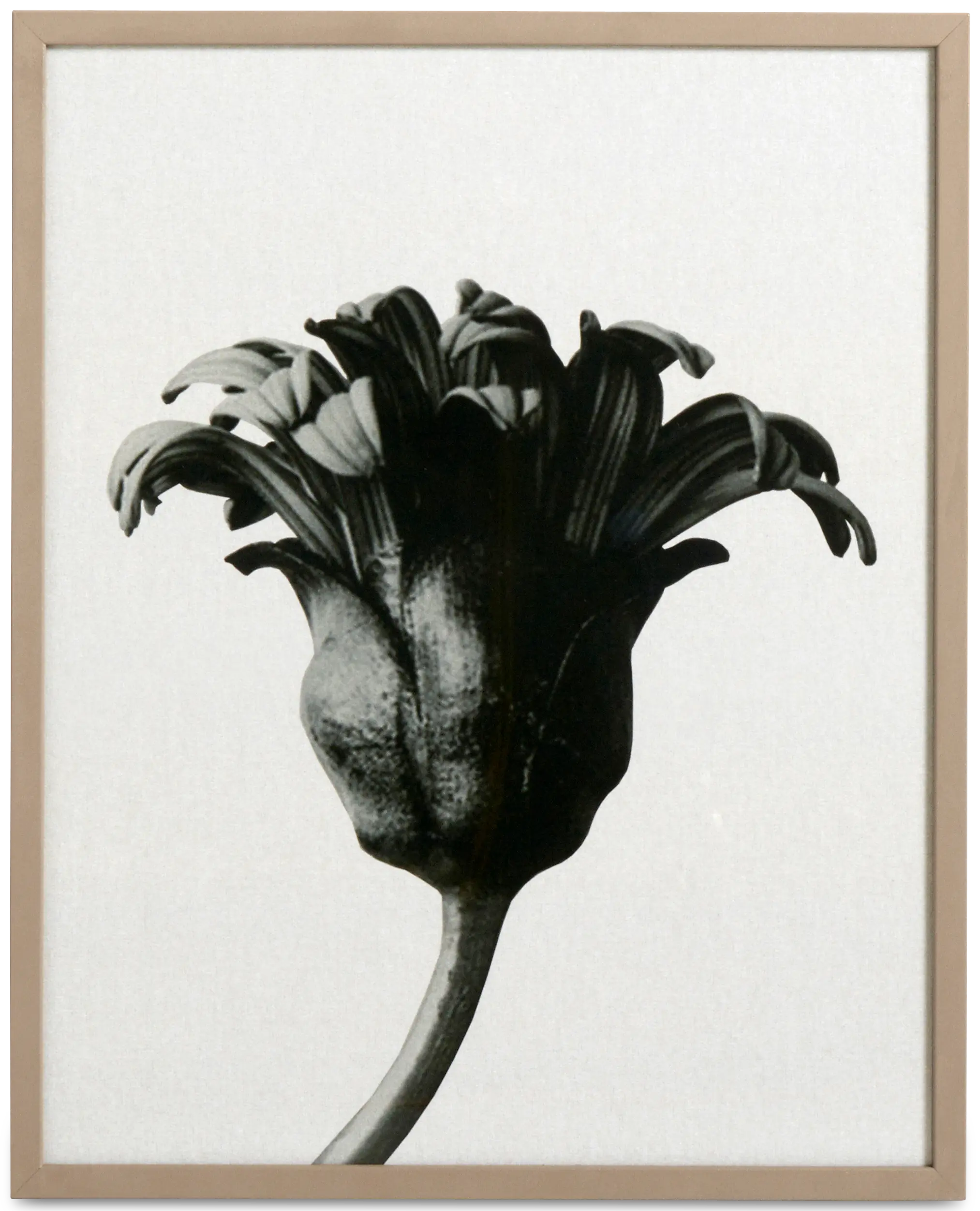 Forms in nature Картина