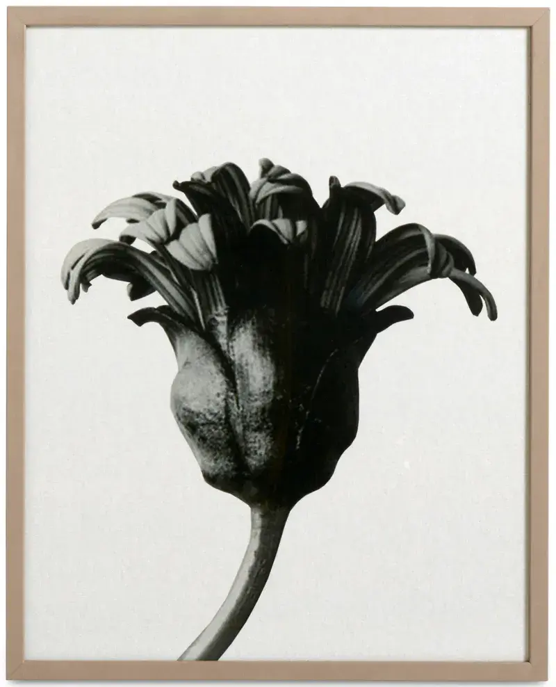 Accessories Forms in nature Kunstgalerie (30% Preisvorteil)