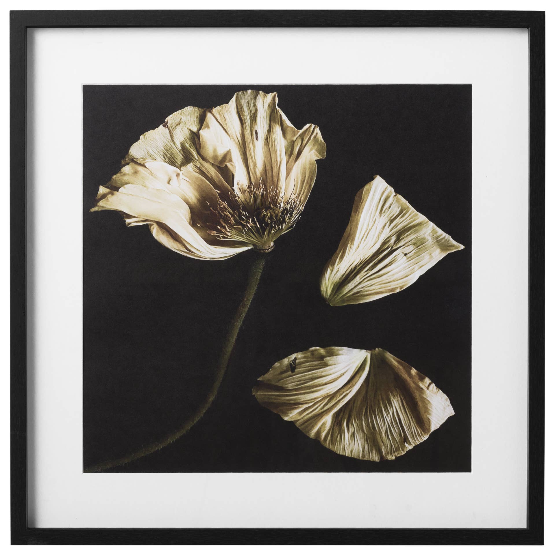 Flora 8
